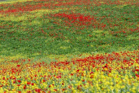 Poppy meadow (Papaveraceae) and flowering yellow broom (Genista tinctoria), landscape around San