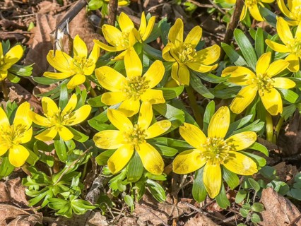 Flowering Winter aconite (Eranthis hyemalis) in Ystad, Skåne County, Sweden, Scandinavia