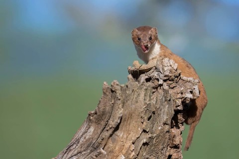 Common Weasel (Mustela nivalis) close-up on tree trunk, Castile-La Mancha, Spain