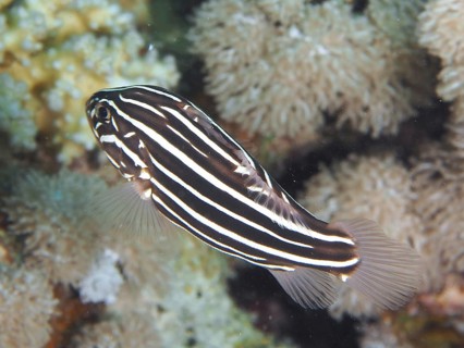 Striped fish, six-striped soapfish (Grammistes sexlineatus), swimming next to a coral reef, dive