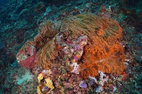 Copper anemone (Entacmaea quadricolor), sea sponges and corals cover the seabed in an underwater