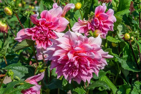 Flowering Dahlias (Dahlia), variety Ottos Thrill in the Dahlia Farm in Löderup, Ystad municipality,