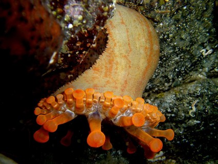 A club-tipped anemone (Telmatactis cricoides) with orange-coloured tentacles hangs on a rock. Dive