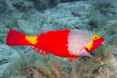 A colourful Mediterranean parrotfish (Sparisoma cretense) with red and yellow features swims in the