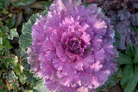 Ornamental cabbage (Brassica oleracea var. acephala) with water droplets, Bavaria, Germany