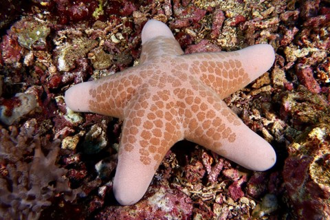 Orange-patterned starfish, granulated roller star (Choriaster granulatus), resting on a coral reef,