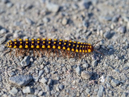 Turkish millipede, (Melaphe vestita), millipede, milipede, insect, animals, Lesbos, Lesbos Island,