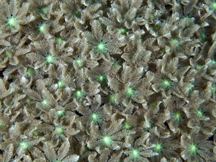Green, flower-shaped coral, tube coral (Clavularia viridis), in tropical waters, dive site Pidada,