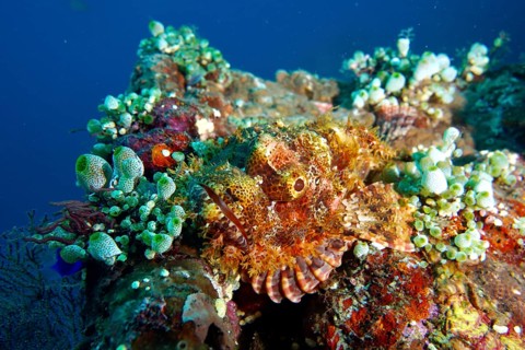 A camouflaged Papuan scorpionfish (Scorpaenopsis papuensis) among colourful corals and marine life