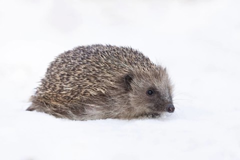 European hedgehog (Erinaceus europaeus) adult animal in a snow covered garden in winter, England,