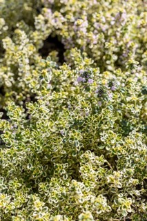 Lemon thyme (Thymus citriodorus) with flowers and yellow-green leaves, spice plant, Saxony, Germany