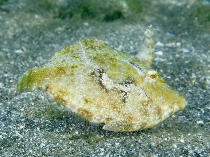 Seagrass filefish (Acreichthys tomentosus) resting on the sandy bottom of the sea, dive site Secret