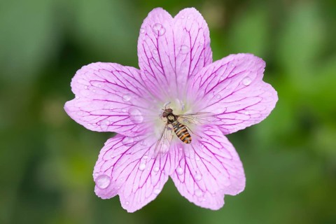 Common hoverfly (Eupeodes corollae) adult insect feeding on garden Geranium flower in summer,