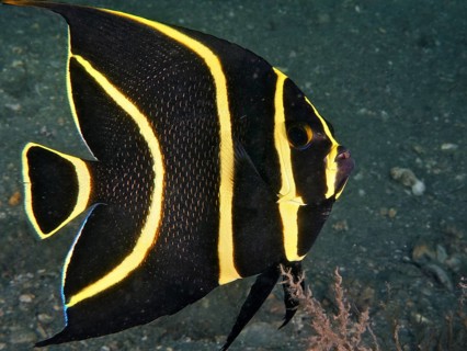 Juvenile French angelfish (Pomacanthus paru) at night. Dive site Blue Heron Bridge, Phil Foster