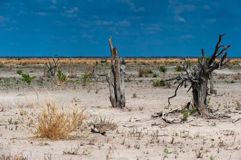 Dry landscape, dead trees drought, heat, climate, climate change, steppe, drought, heat, global