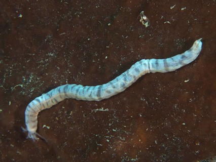 Feather mouth sea cucumber (Synapta maculata), juvenile, moving on dark substrate, dive site