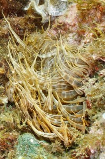 Siebanamone (Aiptasia mutabilis) with long tentacles in an underwater environment, dive site Marine