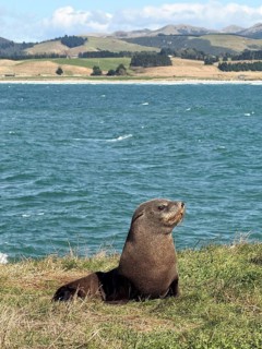 Young New Zealand sea lion at Katiki Point Lighthouse, South Island, New Zealand, Oceania