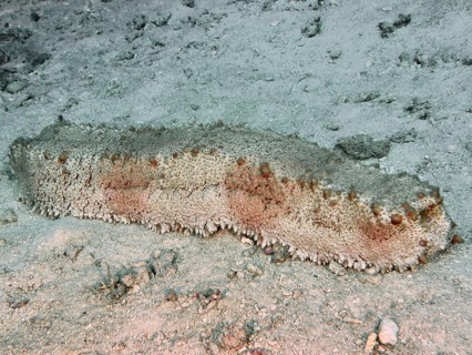 Sea cucumber with patterned surface, box sea cucumber (Thelenota anax), on a sandy seabed, dive