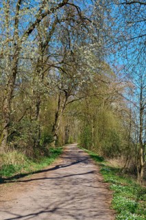 Long, shady forest path lined with blossoming cherry trees under a blue sky, Pflaumheim,