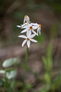 Dainty narcissus (Narcissus elegans), Sicily, Italy