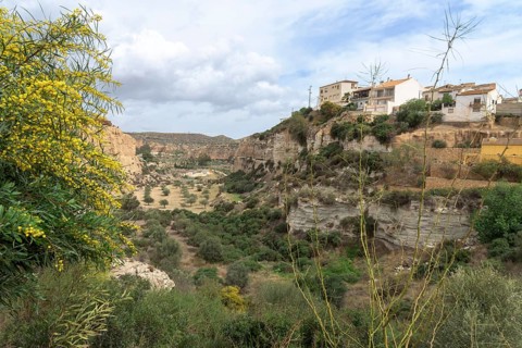 Flowering willow-leaf acacia (Acacia saligna) and view of Sorbas, Almeria, Spain, Australia
