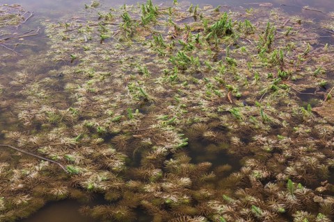 Hippuris vulgaris, Common Mare's- Tail growing in pond in spring, Quebec, Canada