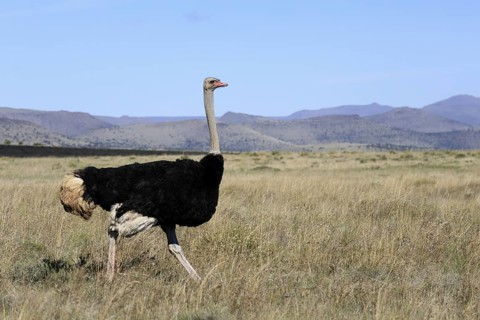 South African ostrich (Struthio camelus australis), adult, male, running, foraging, Mountain Zebra