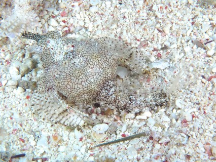 A camouflaged fish, Dwarf Wingfish (Eurypegasus draconis), resting on the coral bottom, barely