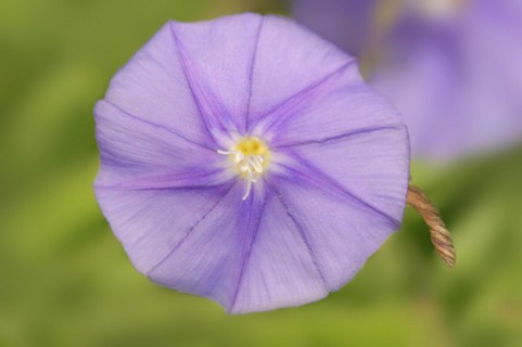 Ground blue-convolvulus (Convolvulus sabatius), flower, ornamental plant, North Rhine-Westphalia,