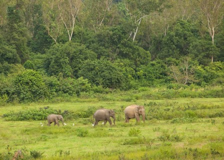 Indian elephants (Elephas maximus indicus), Khiri Khan, Hua Hin, Kui Buri National Park, Thailand