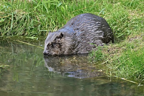 Eurasian beaver, european beaver (Castor fiber), on the river bank entering the water, Freiamt,