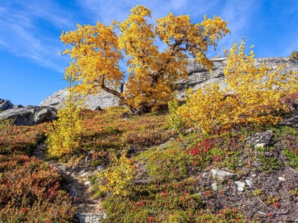 Birch forest in autumn, Leirdal valley, Jotunheimen mountain region, Oppland, Norway