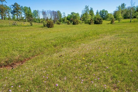 Flowering meadow with Bird's-eye primrose (Primula farinosa) flowers on a beautiful sunny day in