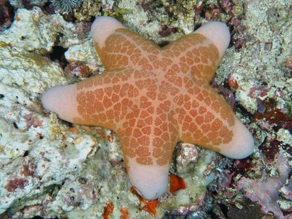 Geometrically patterned starfish, granulated roller star (Choriaster granulatus), on a
