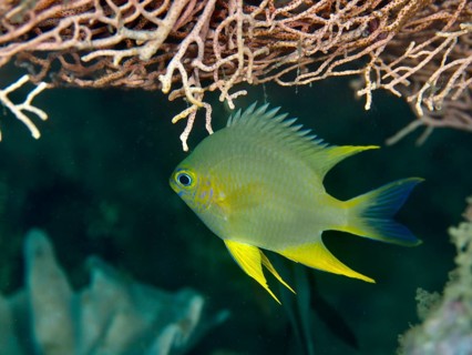 A blue-grey fish with yellow fins, Golden damselfish (Amblyglyphidodon aureus), swimming under