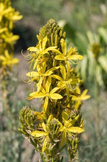 Junker lily (Asphodeline lutea)