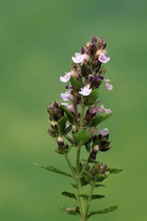 Edel-Gamander (Teucrium chamaedrys), flowering, Germany