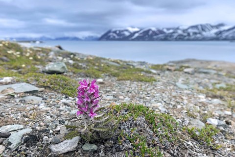 Woolly lousewort, Arctic hairy lousewort (Pedicularis dasyantha, Pedicularis lanata) hemiparasite