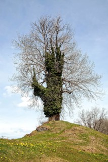 Tree overgrown with ivy (Hedera helix), near Ried, Oy-Mittelberg, Oberallgäu, Allgäu, Bavaria,