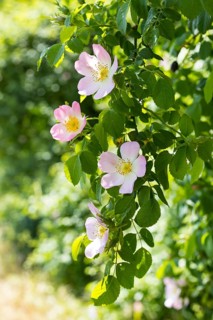 Hedge rose (Rosa corymbifera) in bloom