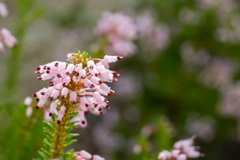 Heather (Erica multiflora) blooming in the mountains, Catalonia, Spain