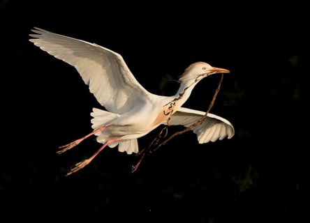 Western Cattle Egret (Bubulcus ibis) female flying with nesting material in beak, Florida, USA