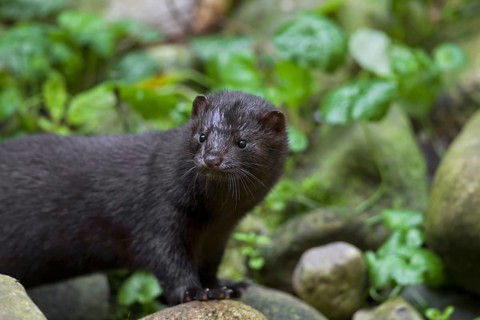 American mink (Neovison vison, Mustela vison), mustelid native to North America on river bank