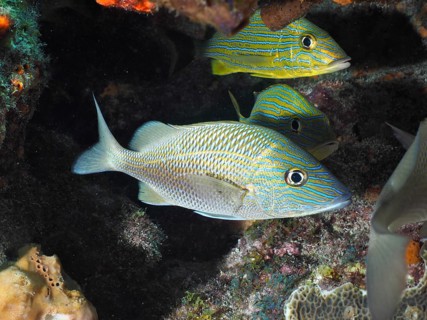 Striped Fish, White Haemulinae (Haemulon plumierii), in calm underwater habitat. Dive site John