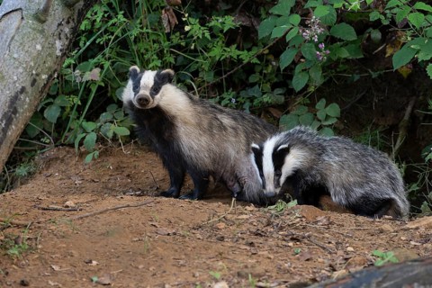 Badger (Merles merles) on a building site, Wittlich, Rhineland-Palatinate, Germany