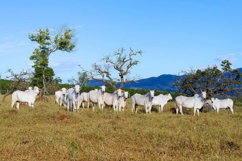 Indo-Brazil Zebu Cows in the Serra da Canastra, Sao Roque das Minas, Minas Gerais state, Brazil