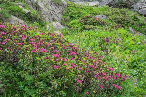 Hairy Alpenrose (Rhododendron hirsutum) or alpine rose, Entracque, province of Cuneo, Italy