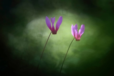 Two lilac blossoms of the spring sowbread (Cyclamen repandum) cyclamen, in the forest in front of a