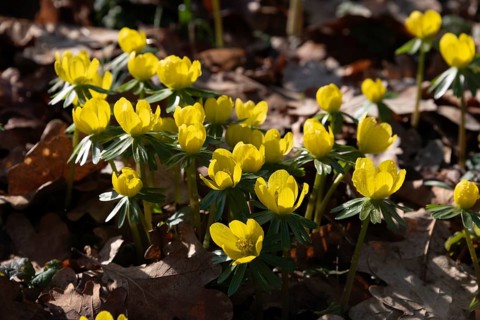 Winter aconites flooded with sunlight, detailed flowers, Germany